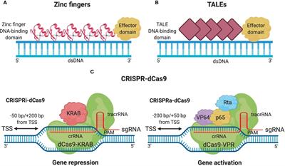 Frontiers | CRISPR-dCas9-Based Artificial Transcription Factors To ...